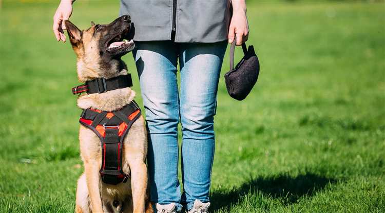 10 Effective Ways to Make Your Dog Listen to You