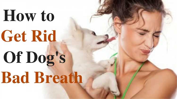 5 Tips to Cure Bad Dog Breath Your Ultimate Guide