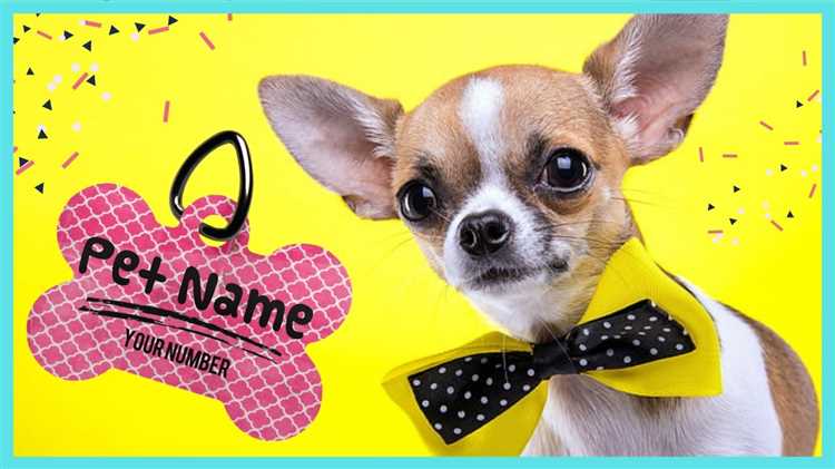 50 Cute Small Female Dog Names - Find the Perfect Name for Your Pint-Sized Pup