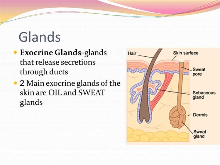 All About Cockapoo Anal Glands Causes Symptoms and Treatment