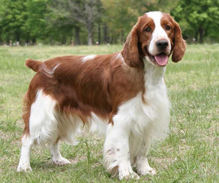 Average Weight of Springer Spaniel What You Need to Know