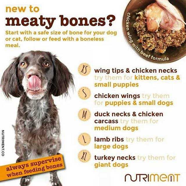 Best Bones for Large Dogs The Ultimate Guide | Site Name