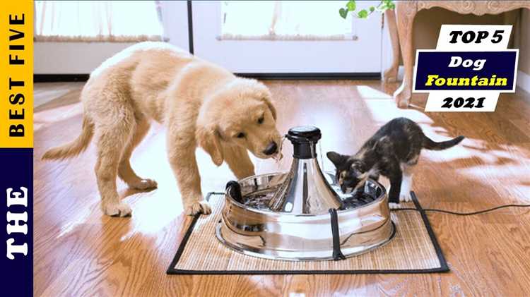 Best Dog Feeding Board Expert Reviews and Buying Guide