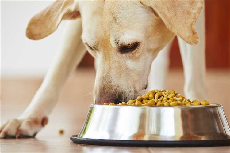 Best Dog Food for Weight Loss in the UK