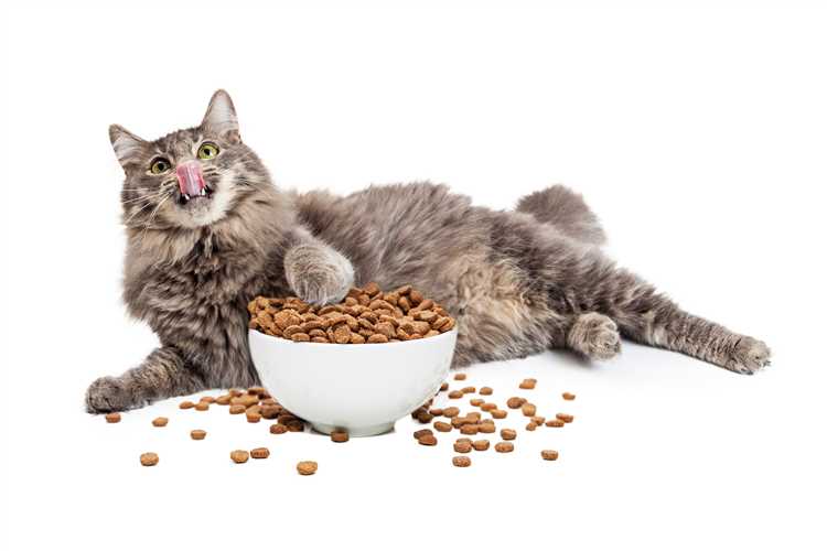 Best Food Dish for Cats A Guide to Choosing the Perfect Meal