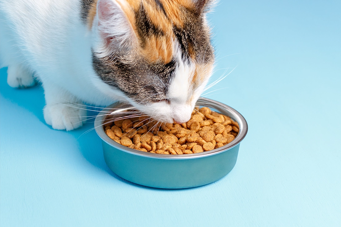 Best Food to Feed Cats A Guide for Cat Owners
