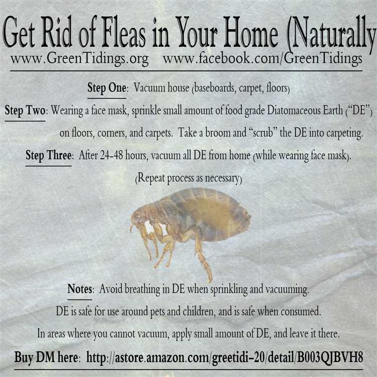 Best House Treatment for Fleas Effective Methods to Get Rid of Fleas in Your Home