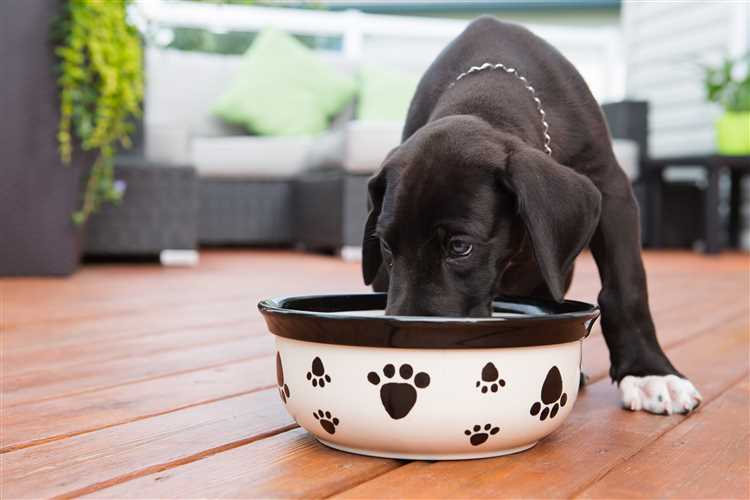 Best Salmon Puppy Food High-Quality Nutrition for Your Growing Dog