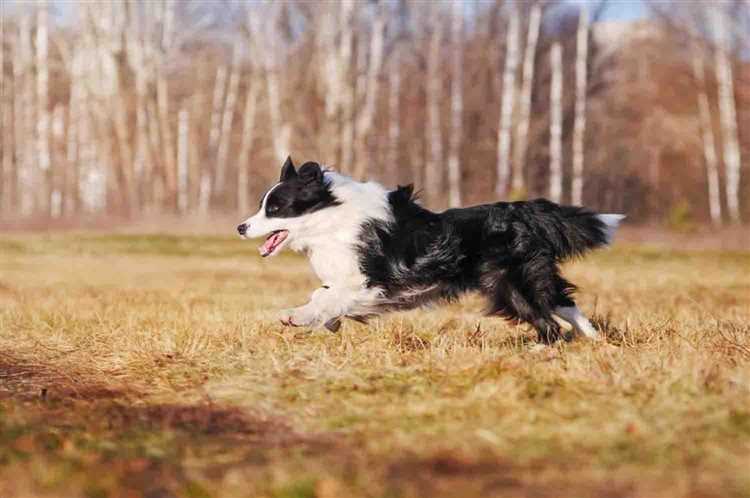 Border Collie Calendar 2023 Get Organized with Stunning Photos of Your Favorite Breed