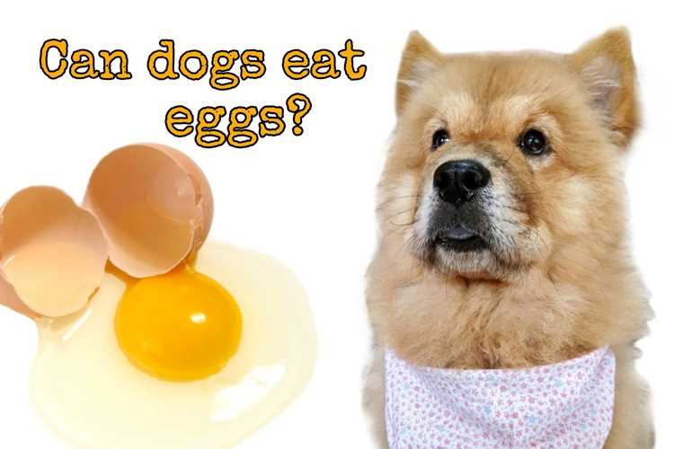 Can Dogs Eat Eggs Everything You Need to Know