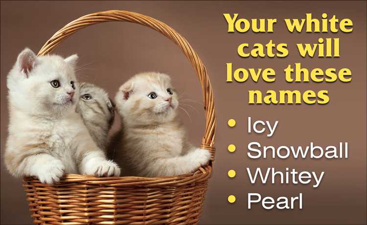 Cute Names for Black and White Cats Find the Perfect Name for Your Adorable Kitty