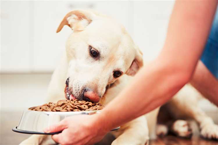 Discover the Benefits of Hi Life Feed Me Dog Food for Your Furry Friend - All About Quality Nutrition