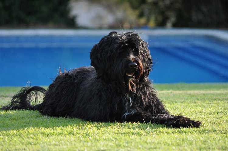 Discover the Cost of Portuguese Water Dogs All You Need to Know