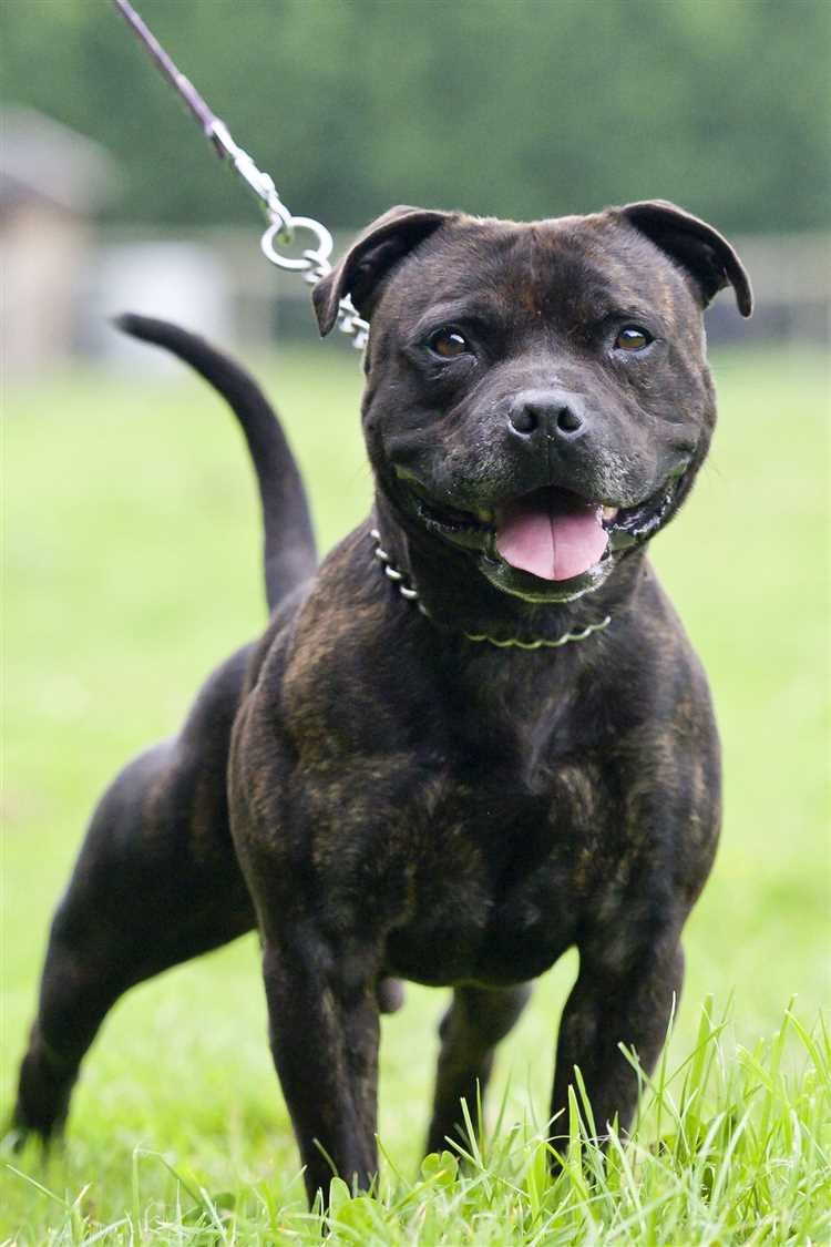 Do Staffies Shed Understanding the Shedding Habits of Staffordshire Bull Terriers