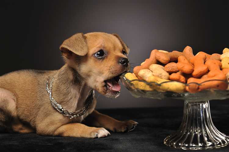 Dog Food Duck The Ultimate Guide to Choosing and Feeding Your Dog