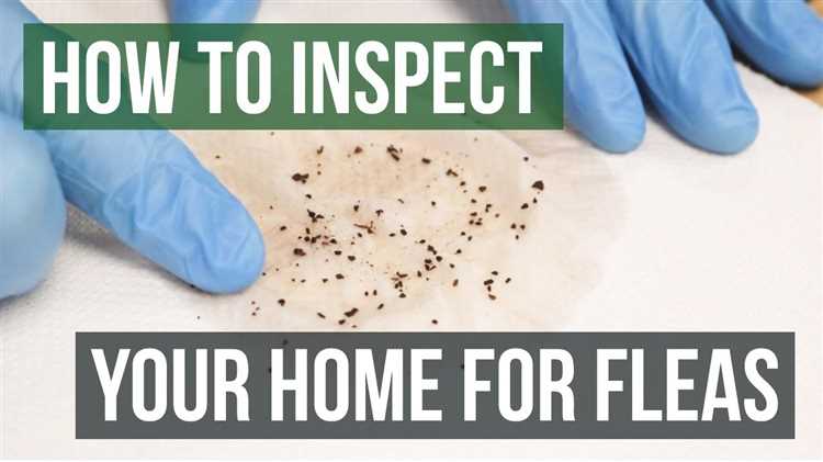Effective Home Remedies for Flea Bites on Humans