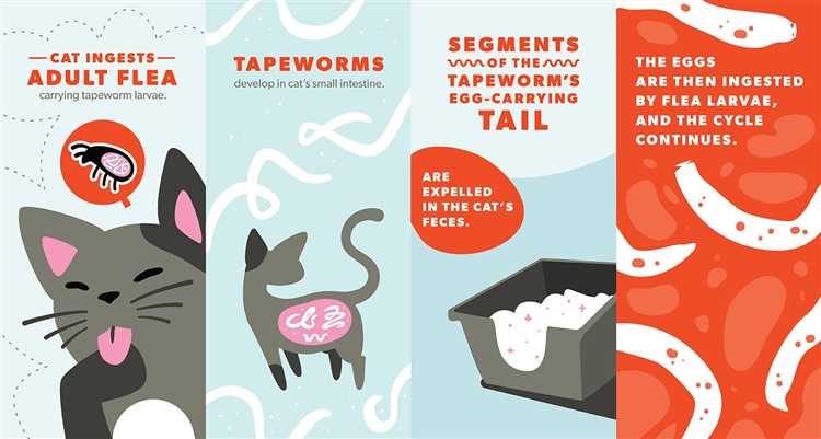 Effective Ways to Treat Tapeworms in Cats