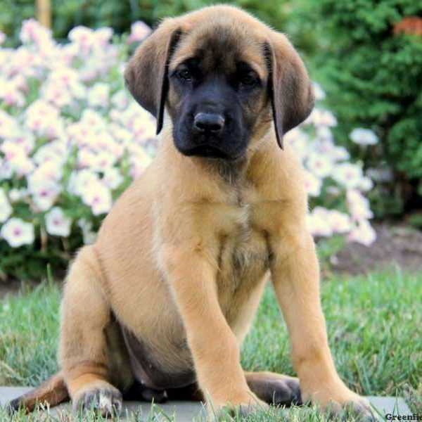 English Mastiff Puppies for Sale in Florida | Find Your Perfect Companion