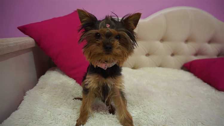 Explore the Fascinating History of the Yorkshire Terrier