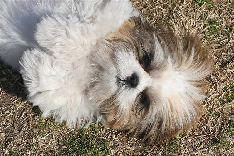 Find Shih Apso Puppies for Sale near Me | The Best Shih Apso Breeders