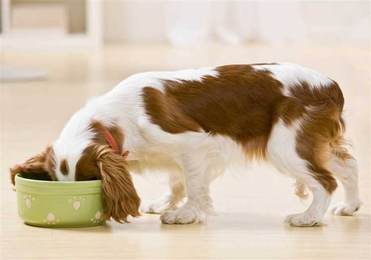 Find the Best Complete Puppy Food for Your Furry Friend
