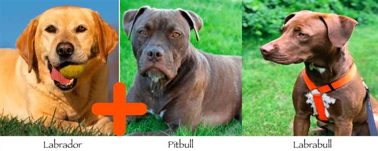 Find Your Perfect German Shepherd Pitbull Mix for Sale | Best Deals Online