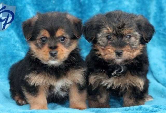 Havapoo Puppies for Sale Near Me - Find the Perfect Puppy