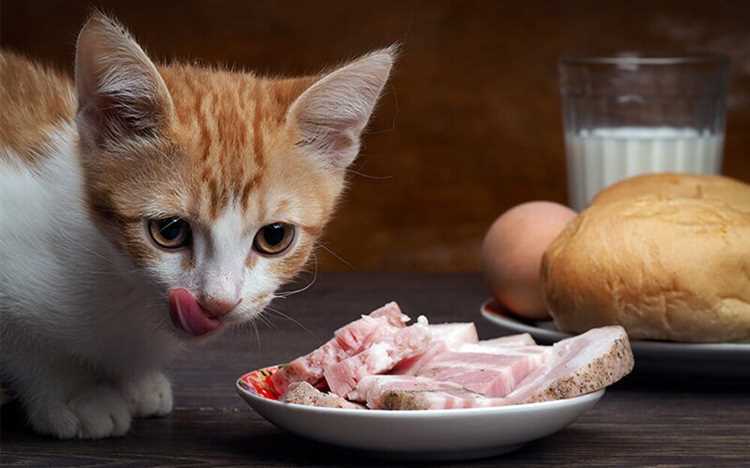 How Long Do Cats Eat Kitten Food - A Guide for Cat Owners