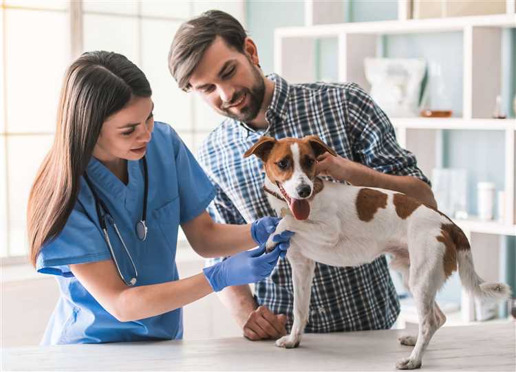 How Much Is a Dog Check Up The Cost of Regular Veterinary Care