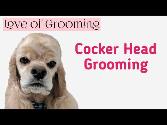 How Much Should a Cocker Spaniel Eat | Feeding Guide