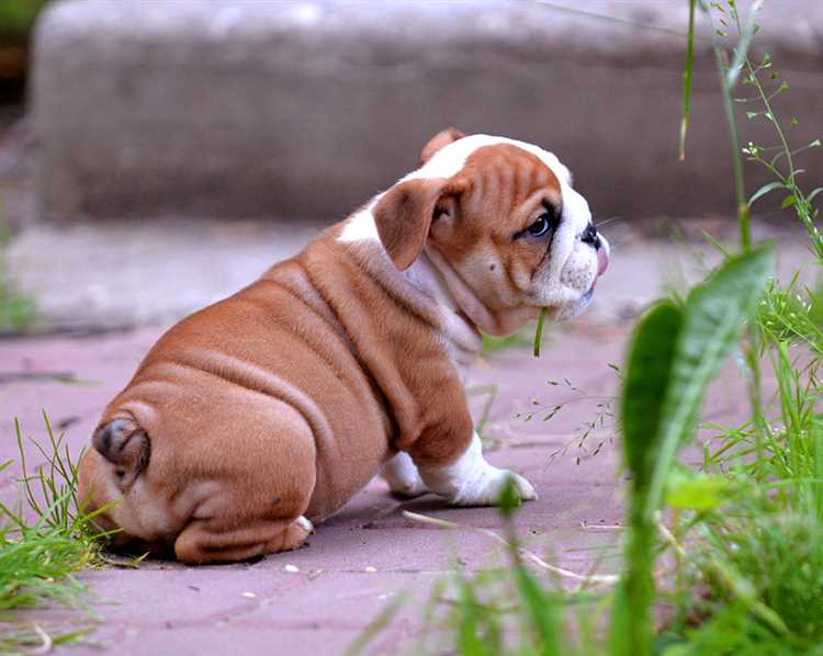 How Much to Feed French Bulldog Puppy A Complete Guide