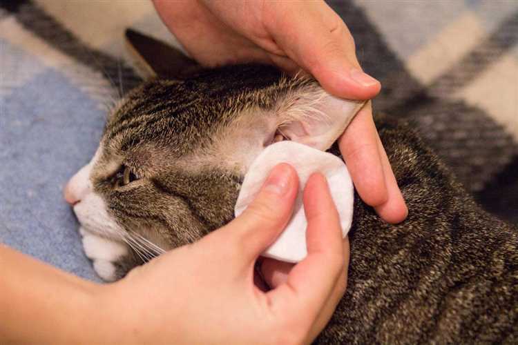 How to Clean Your Cat's Ears Best Solution and Step-by-Step Guide