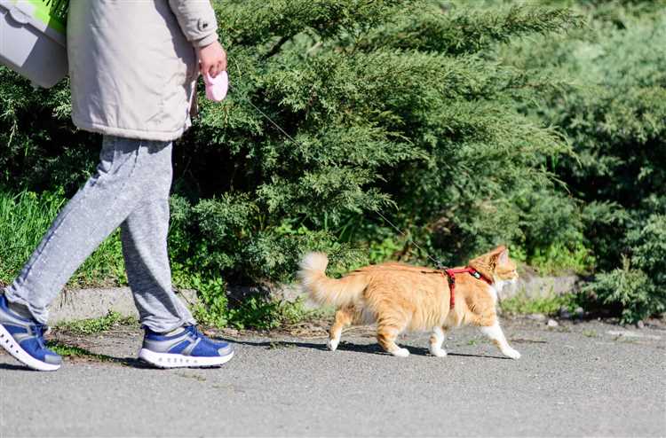 How to Train Your Cat to Walk on a Leash Step-by-Step Guide