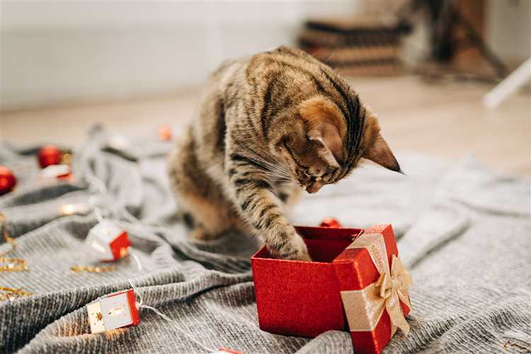 Make Your Cat's Christmas Purr-fect with these Festive Ideas