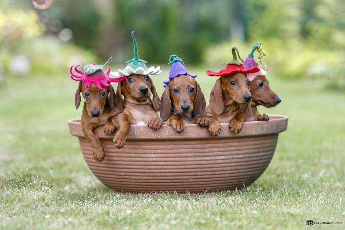 Miniature Dachshund Accessories UK Find the Best Products for Your Pup
