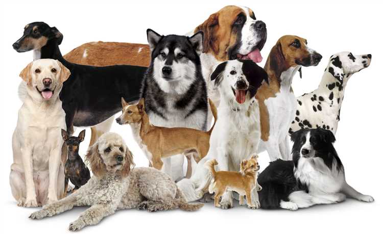 Name the types of dogs A comprehensive guide to dog breeds