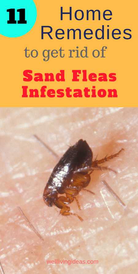 Natural Remedy for Fleas in House Effective Ways to Get Rid of Fleas Naturally