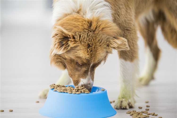 The Benefits of Duck Raw Dog Food - A Healthy and Nutritious Choice for Your Pet