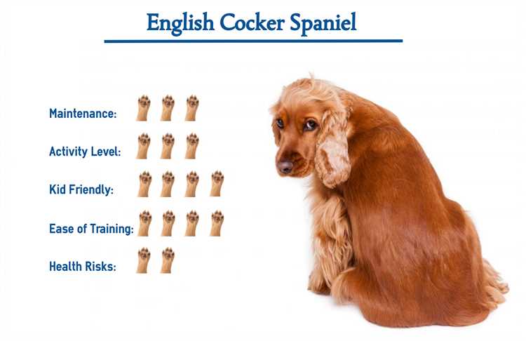 The Ideal Weight for a Working Cocker Spaniel A Guide for Owners