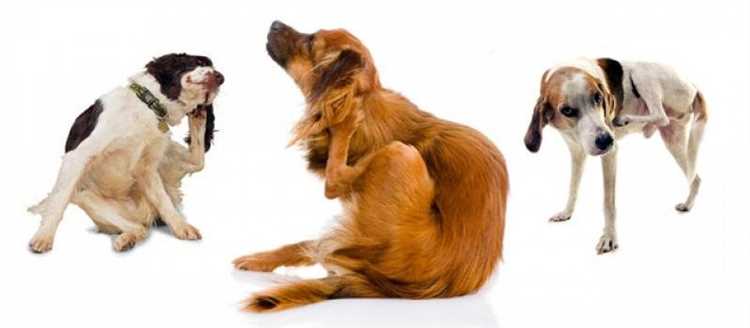 Tips for Relieving Dry Itchy Skin in Dogs