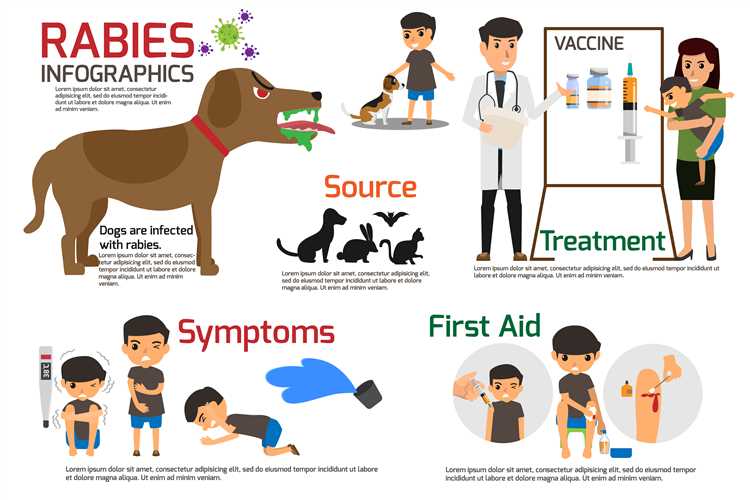 Understanding Dog Worm Count Symptoms Treatment and Prevention