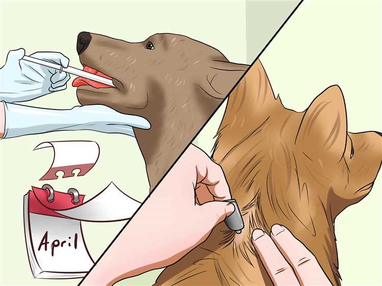 Understanding How Dogs Contract Parasites The Causes and Prevention
