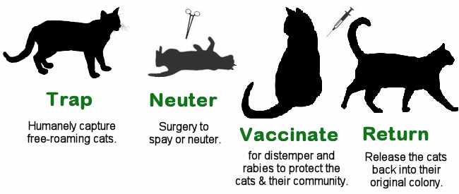 What Age Can Cats Be Neutered A Comprehensive Guide
