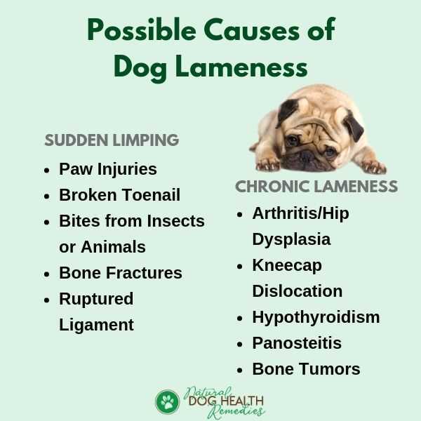 What Causes Hot Spots on Dogs A Complete Guide