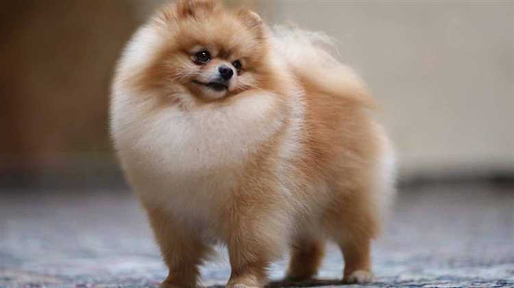 What Does a Pomeranian Dog Look Like Characteristics and Appearance