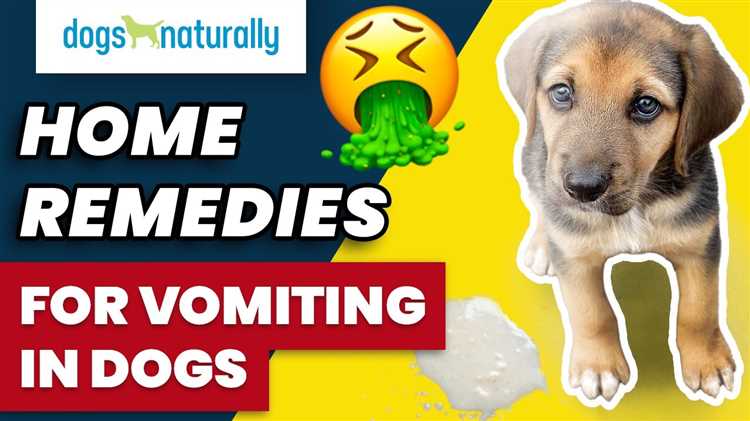 What to Feed a Vomiting Dog Expert Advice and Recommendations