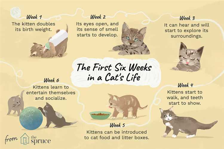 When Do Kittens Open Their Eyes A Guide to the Developmental Stages of Kittens