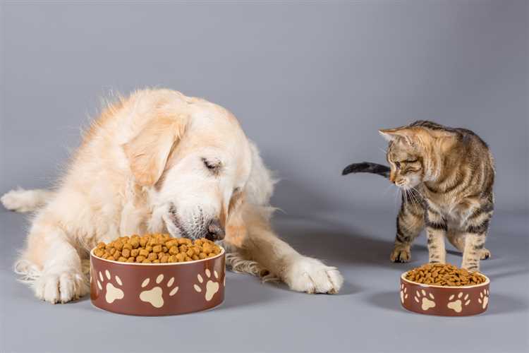Why a Grain Free Diet Can be Bad for Dogs Facts and Advice