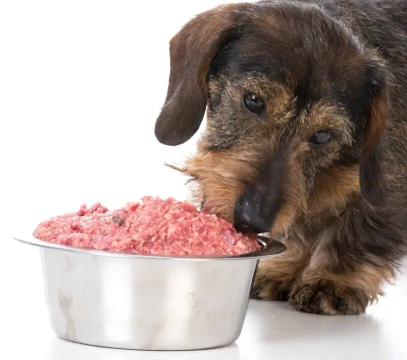 Why Beef Raw Dog Food is the Best Choice for Your Pet -