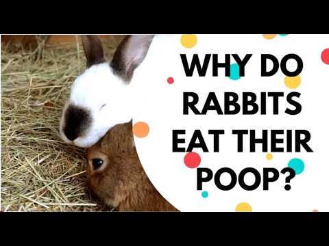 Why Do Dogs Eat Their Poop The Surprising Reasons Behind This Unappetizing Habit